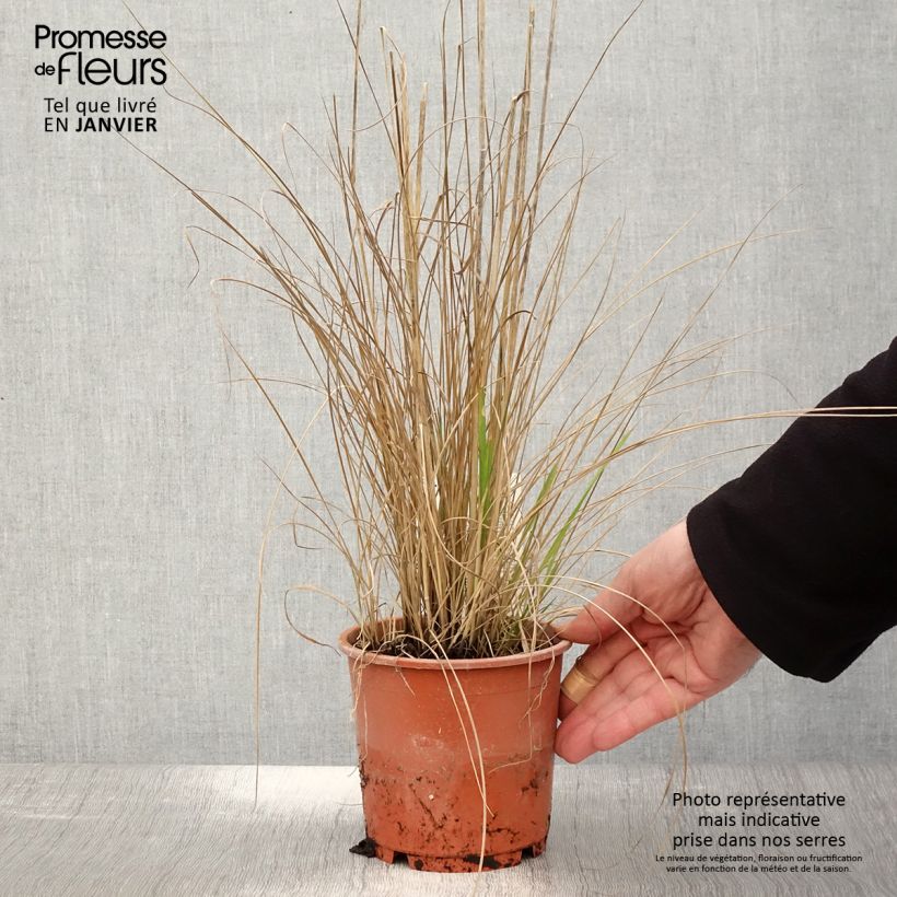 Exemplar von Calamagrostis acutiflora Waldenbuch - pot de 1L/1.5L wie im Winter geliefert