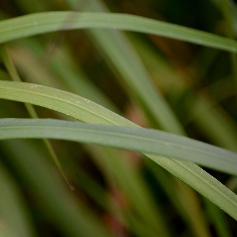 Calamagrostis brachytricha - Diamantgras (Laub)