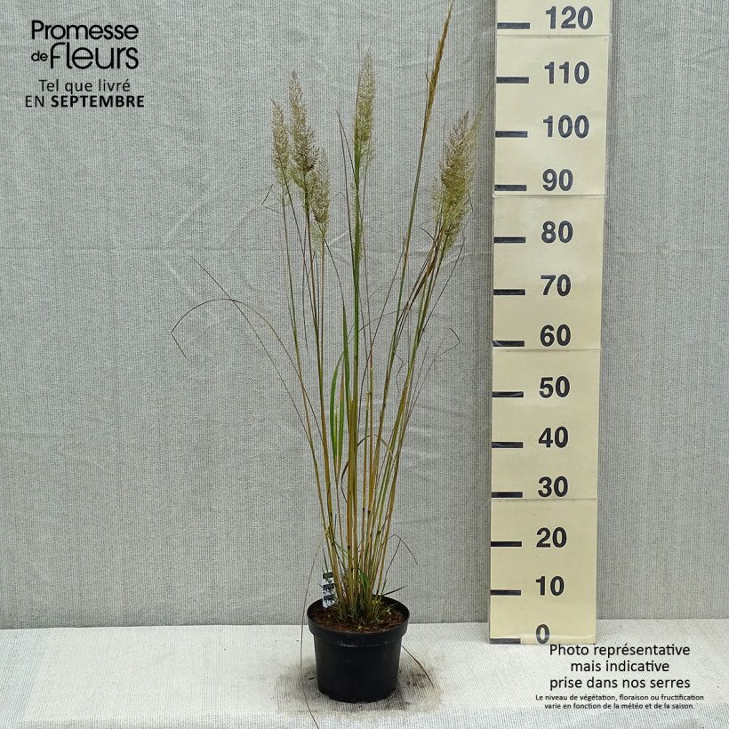 Exemplar von Calamagrostis brachytricha - Diamantgras wie im Herbst geliefert