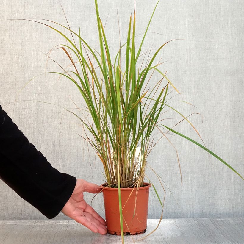 Exemplar von Calamagrostis brachytricha - Herbe aux diamants - pot de 1L/1.5L wie im Herbst geliefert