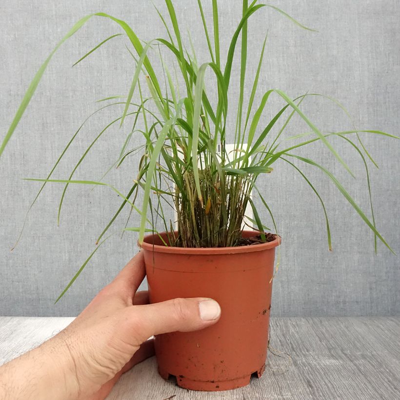 Exemplar von Calamagrostis brachytricha - Diamantgras Topf mit 1L/1,5L wie im Frühjahr geliefert