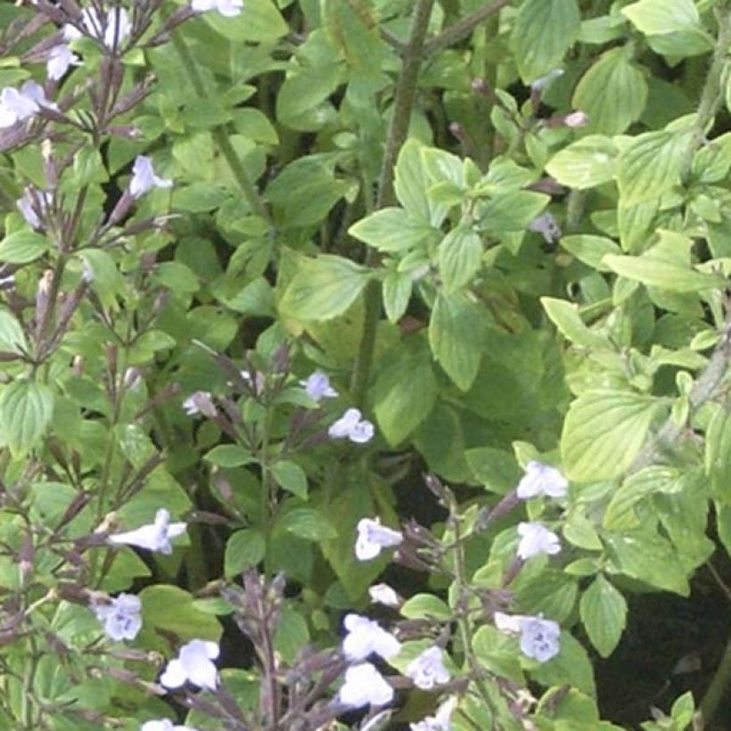 Kleine Bergminze - Calamintha nepeta (Laub)