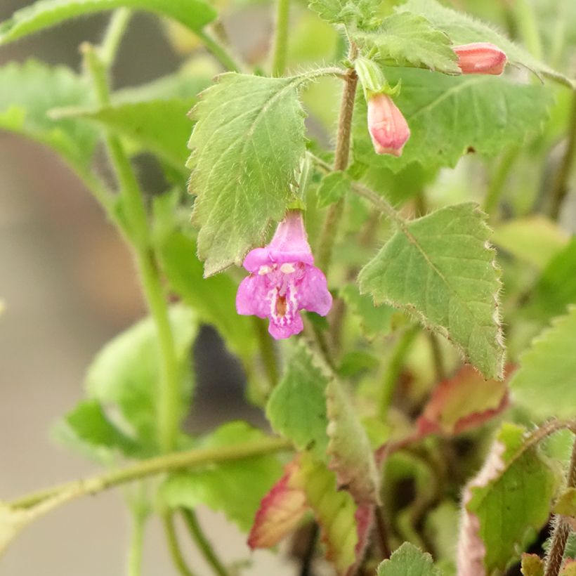 Großblütige Bergminze - Calamintha grandiflora (Laub)