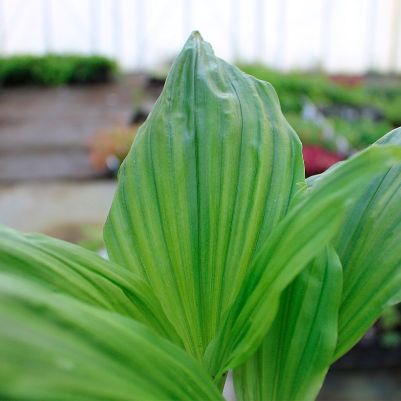 Calanthe Arizona Dream - Gartenorchidee (Laub)