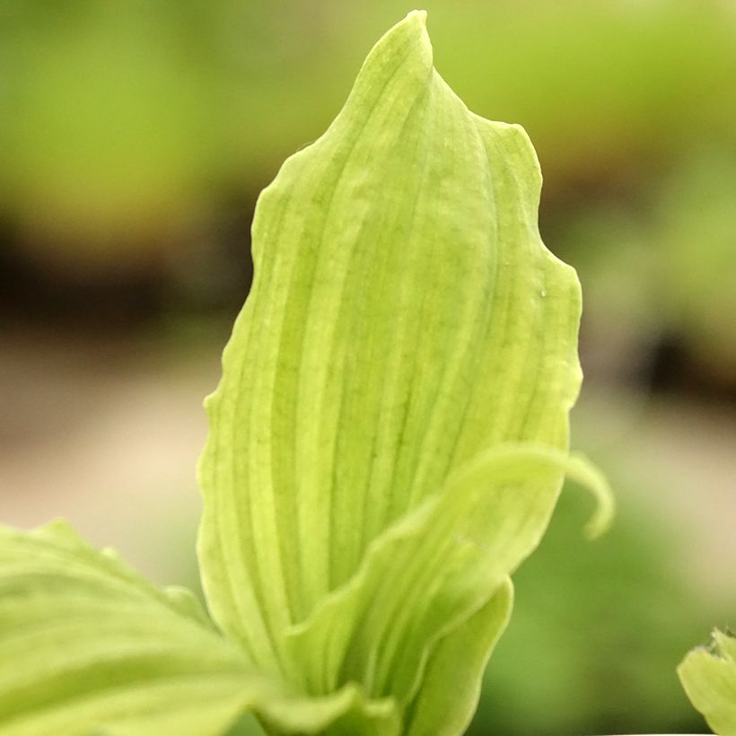 Calanthe reflexa - Gartenorchidee (Laub)