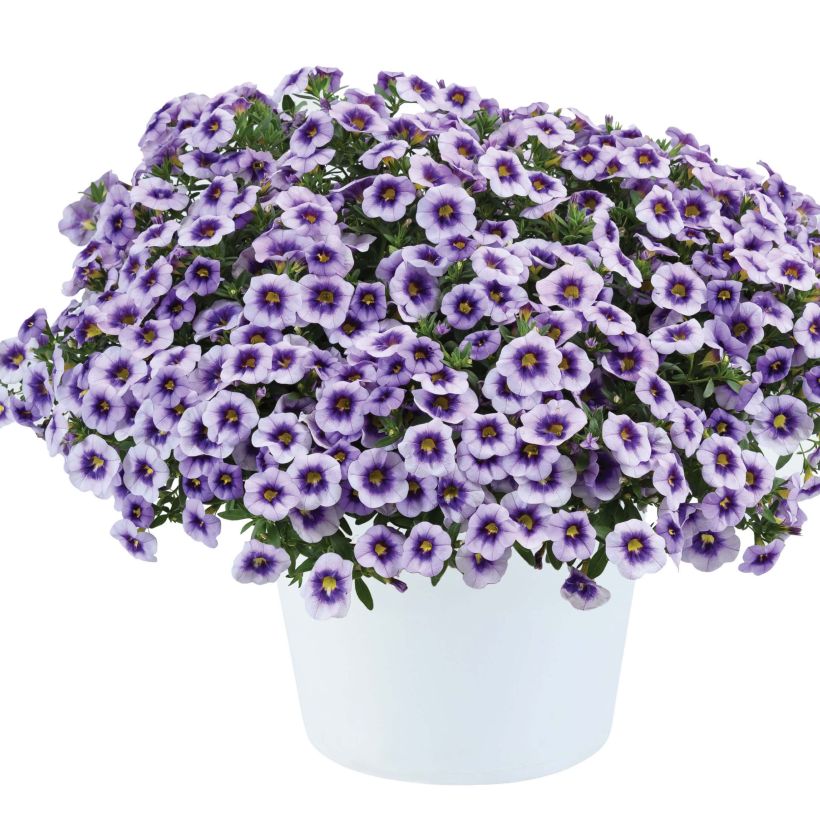 Zauberglöckchen Eyeconic Purple - Calibrachoa (Hafen)