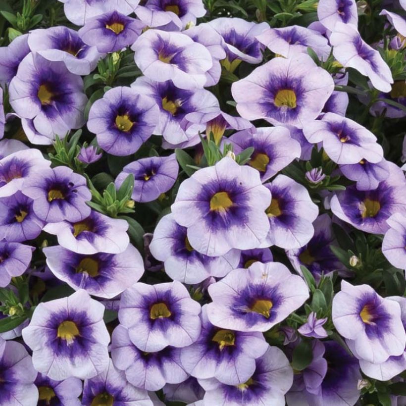 Zauberglöckchen Eyeconic Purple - Calibrachoa (Blüte)