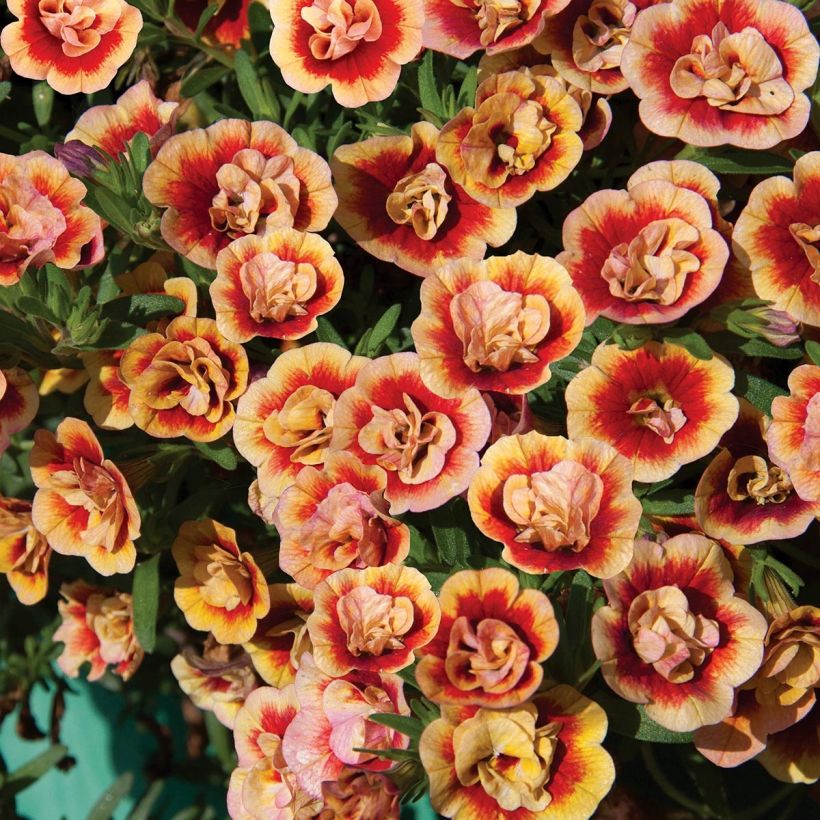 Zauberglöckchen Neo Double OrangeTastic - Calibrachoa (Blüte)