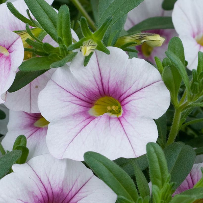 Zauberglöckchen Noa Almond Blossom - Calibrachoa (Blüte)