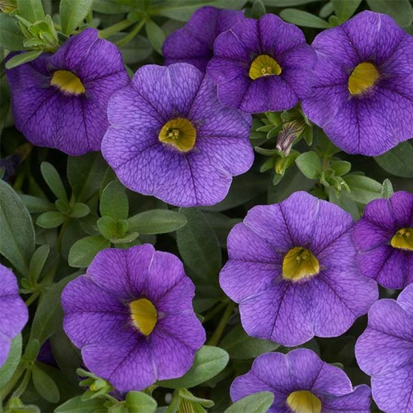 Zauberglöckchen Superbells Unique Blue Violet - Calibrachoa (Blüte)