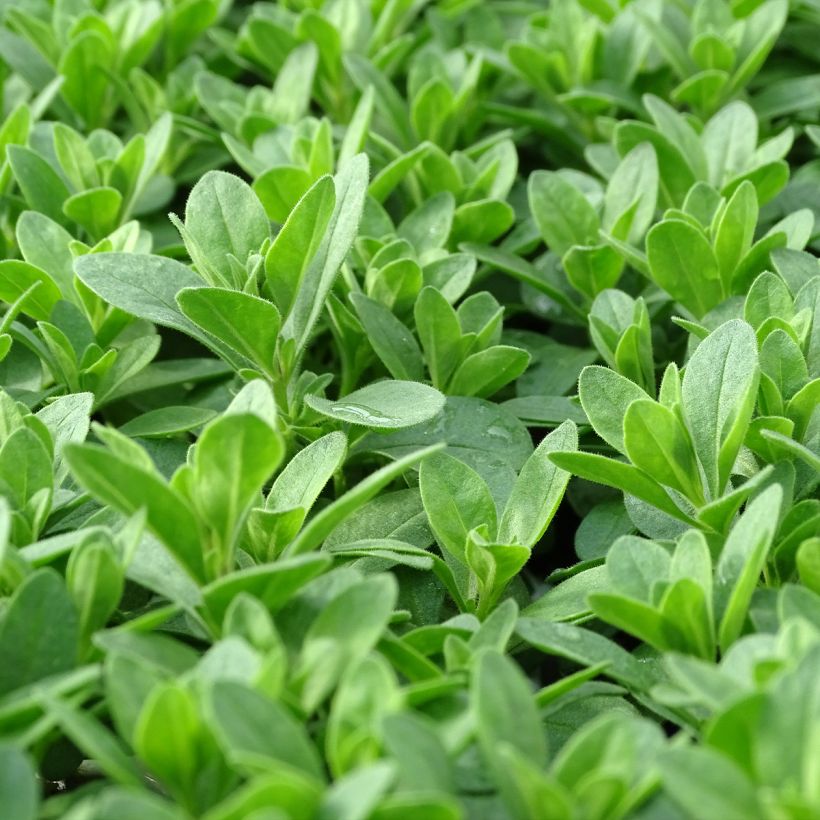 Zauberglöckchen Noa Bubblegum - Calibrachoa (Laub)