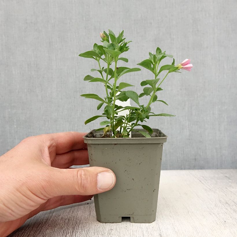 Exemplar von Calibrachoa Noa Bubblegum - Mini-pétunia - Pot de 10 cm/11cm wie im Frühjahr geliefert