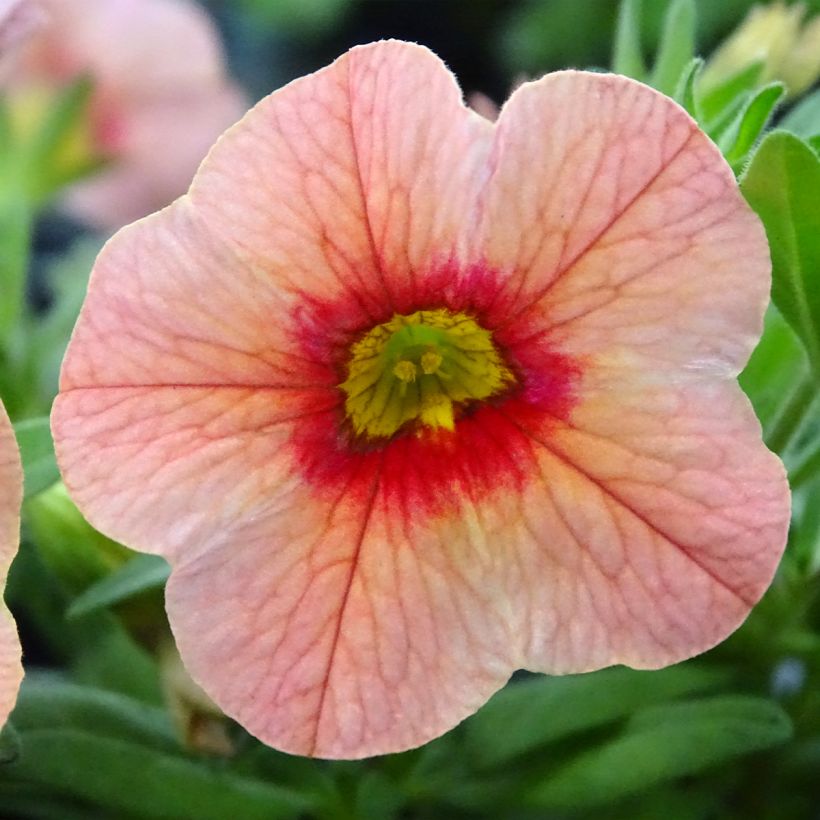 Zauberglöckchen Superbells Unique Mango Punch - Calibrachoa (Blüte)