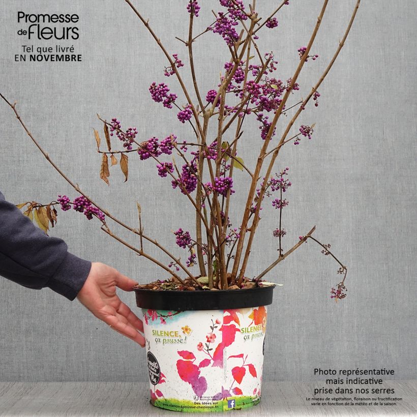 Exemplar von Liebesperlenstrauch Imperial Pearl - Callicarpa bodinieri wie im Herbst geliefert