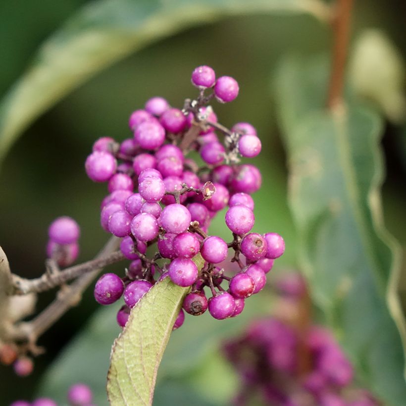 Liebesperlenstrauch Imperial Pearl - Callicarpa bodinieri (Blüte)