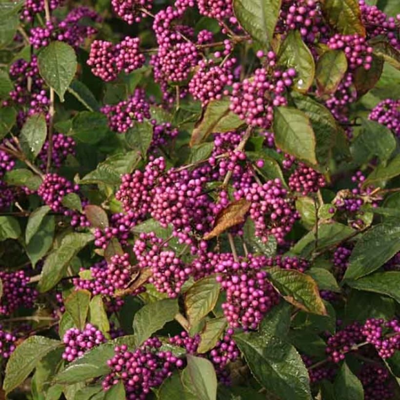 Liebesperlenstrauch Profusion - Callicarpa bodinieri (Blüte)