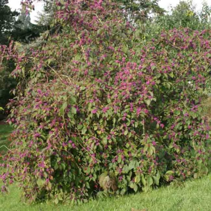 Liebesperlenstrauch Profusion - Callicarpa bodinieri (Hafen)