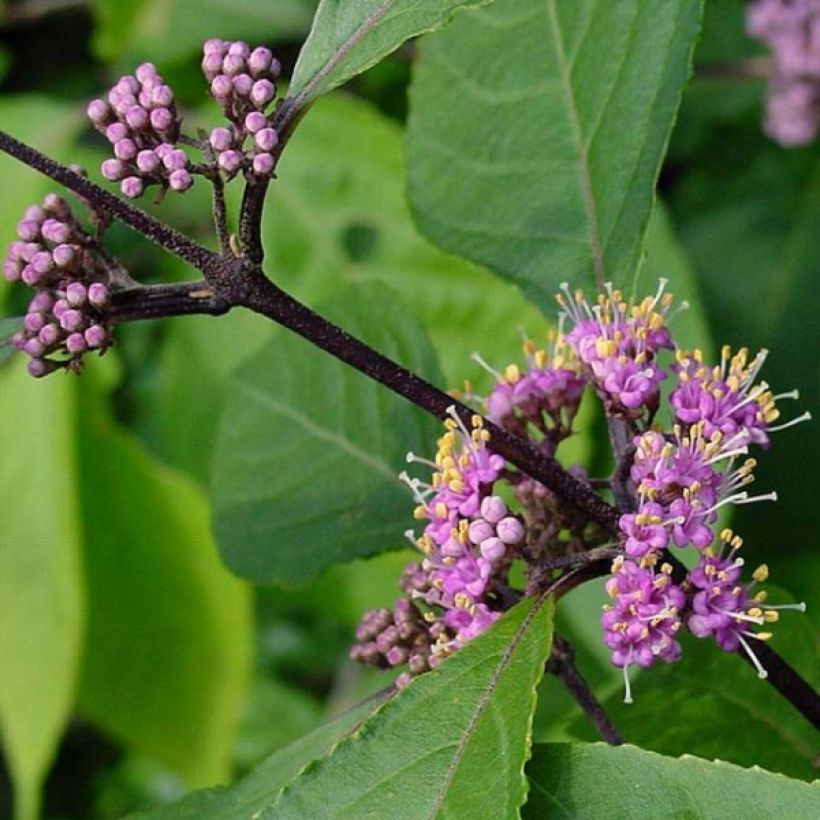 Liebesperlenstrauch Profusion - Callicarpa bodinieri (Laub)