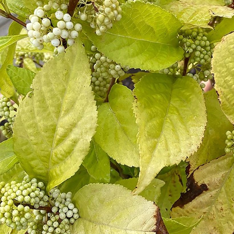 Liebesperlenstrauch Magical Snowstar - Callicarpa bodinieri (Laub)