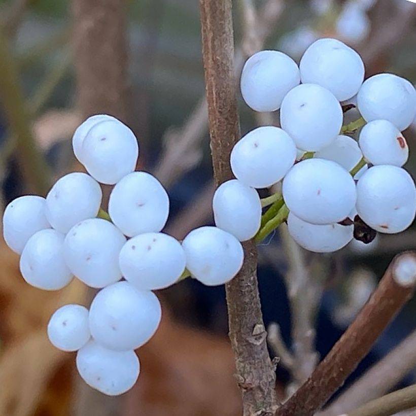 Liebesperlenstrauch Magical Snowstar - Callicarpa bodinieri (Ernte)