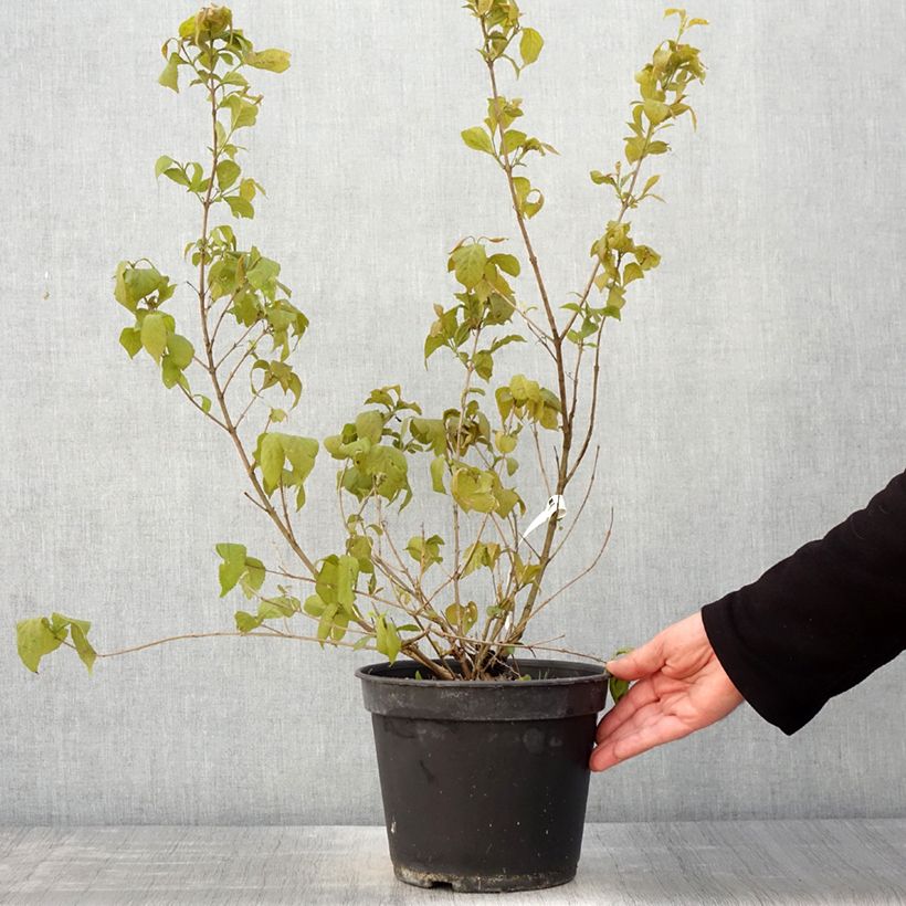 Exemplar von Liebesperlenstrauch Magical Snowstar - Callicarpa bodinieri Topf mit 3L/4L wie im Frühjahr geliefert