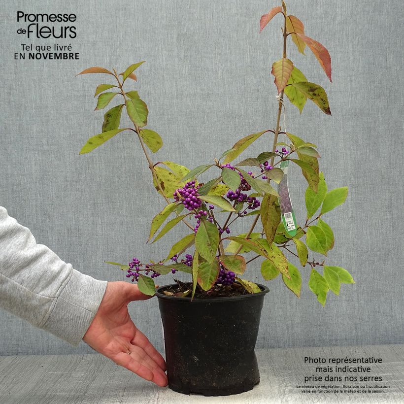 Exemplar von Liebesperlenstrauch Profusion - Callicarpa bodinieri wie im Herbst geliefert