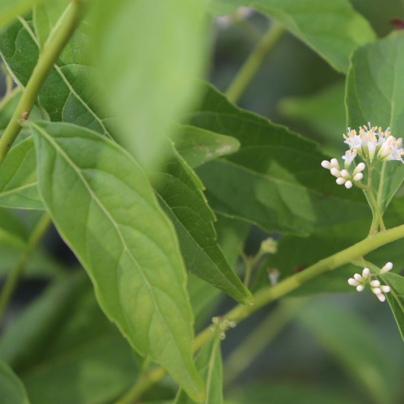 Purpur-Schönfrucht Albibacca - Callicarpa dichotoma (Laub)