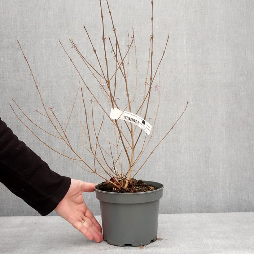 Exemplar von Purpur-Schönfrucht Cardinal - Callicarpa dichotoma Topf mit 2L/3LGelieferte Höhe ca. 50cm wie im Winter geliefert