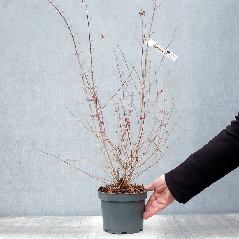 Exemplar von Purpur-Schönfrucht Issai - Callicarpa dichotoma Topf mit 3L/4LGelieferte Höhe ca. 80/100cm wie im Herbst geliefert