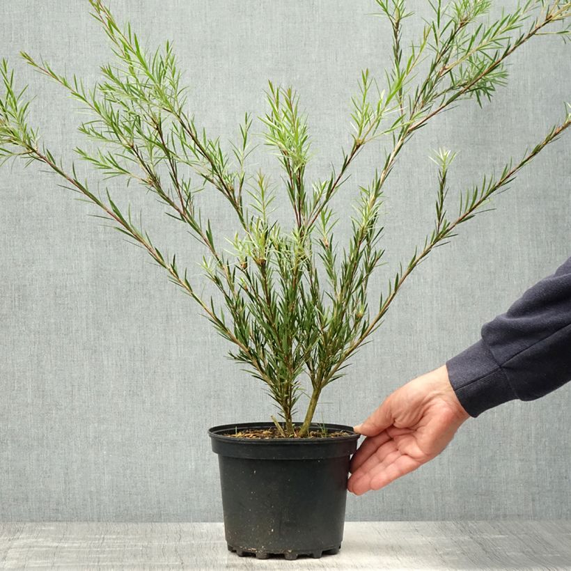 Exemplar von Callistemon hybrida Woodlander's Hardy - Zylinderputzer wie im Frühjahr geliefert