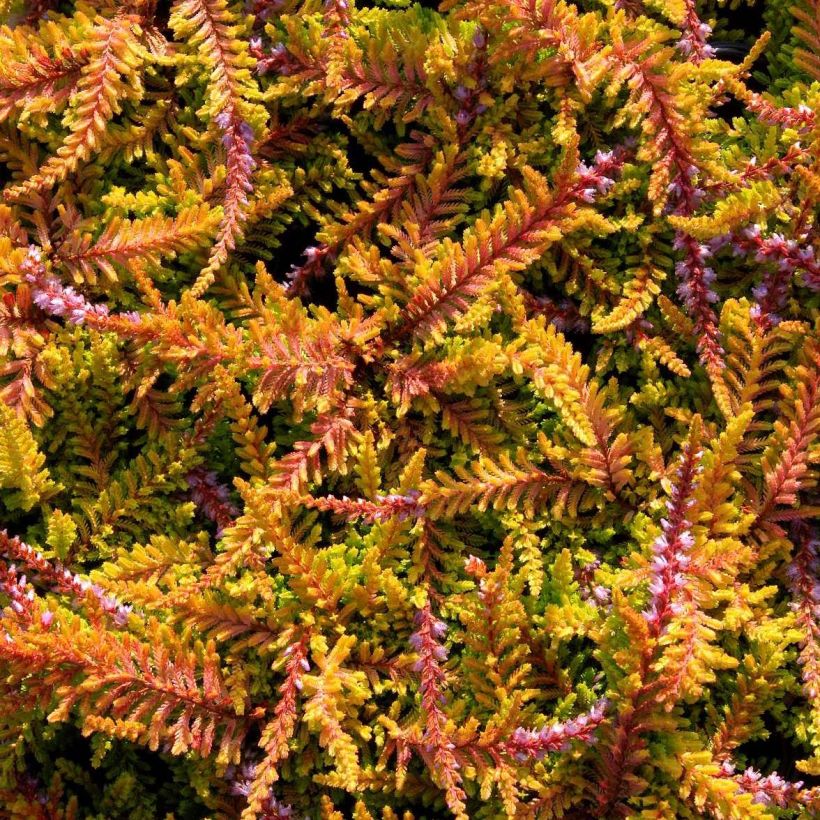 Besenheide Wickwar Flame - Calluna vulgaris (Blüte)