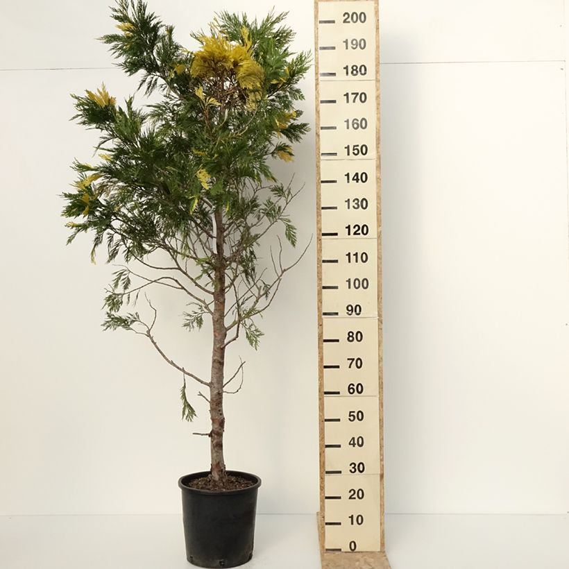 Exemplar von Calocedrus decurrens Aureovariegata - Kalifornische Flusszeder Topf mit 18L/20LGelieferte Höhe ca. 100/125cm wie im Winter geliefert