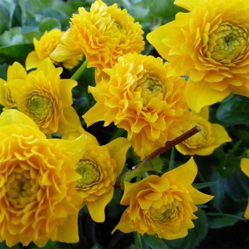 Caltha palustris Plena - Sumpf-Dotterblume (Blüte)