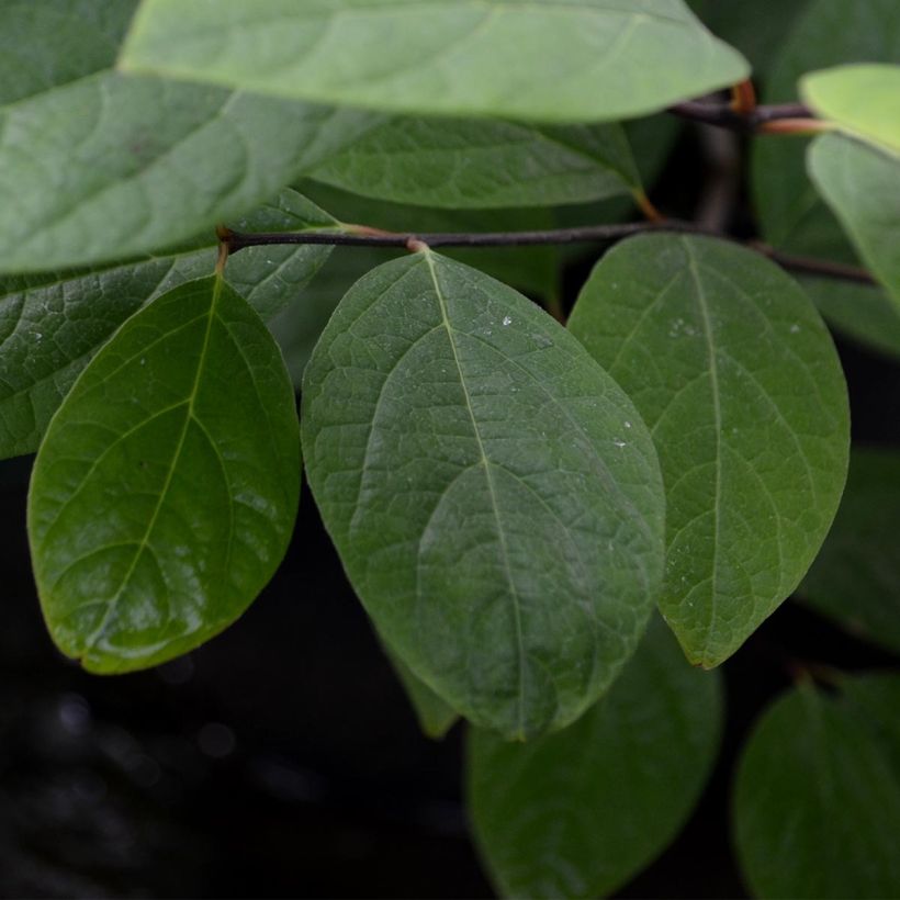 Calycanthus floridus - Echter Gewürzstrauch (Laub)