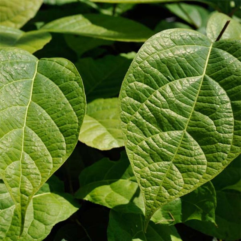 Calycanthus raulstonii Hartlage Wine - Gewürzstrauch (Laub)