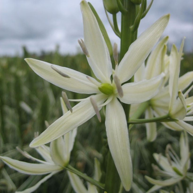 Camassia leichtlinii Sacajawea - Prärielilie (Blüte)