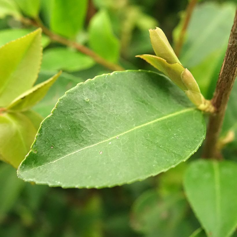 Camellia Cinnamon Cindy - Kamelie (Laub)