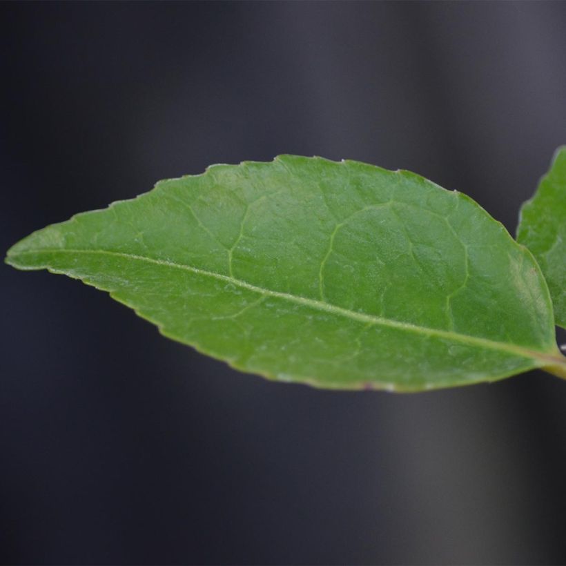 Camellia lutchuensis High Fragrance - Kamelie (Laub)