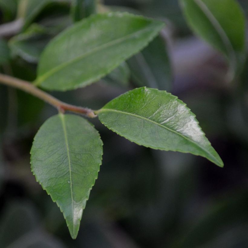 Camellia lutchuensis Sweet Emily Kate - Kamelie (Laub)