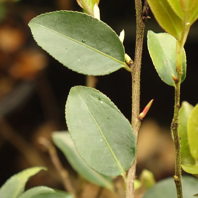 Camellia lutchuensis Fairy blush - Kamelie (Laub)