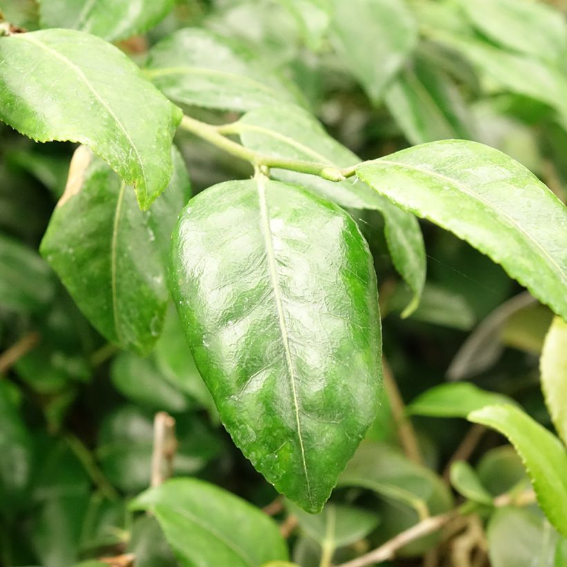 Camellia lutchuensis Koto No Kaori - Kamelie (Laub)