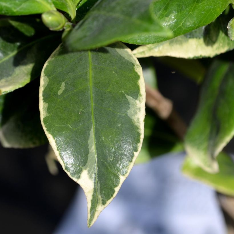 Camellia Kerguelen - Japanische Kamelie (Laub)