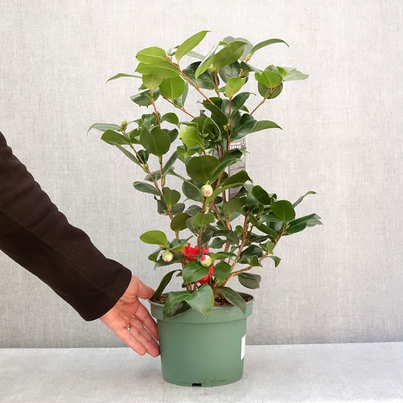 Exemplar von Camellia Comte de Gomer - Japanische Kamelie Topf mit 2L/3LGelieferte Höhe ca. 40/60cm wie im Winter geliefert