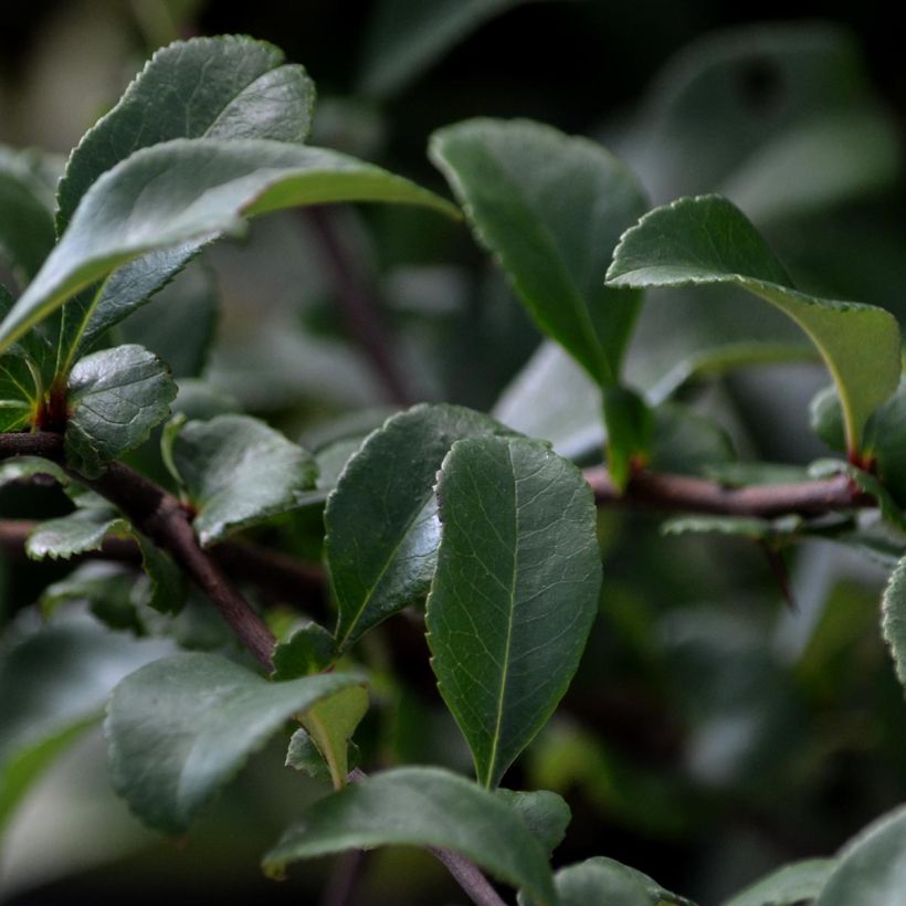 Zierquitte Pink Lady - Chaenomeles superba (Laub)