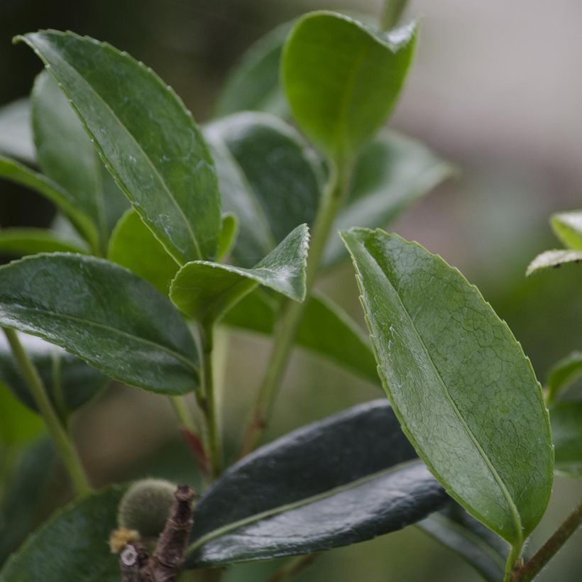 Camellia sasanqua Survivor - Herbstblühende Kamelie (Laub)