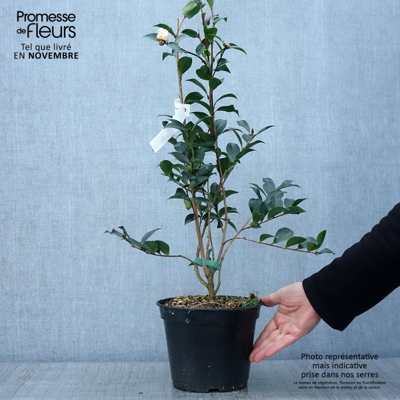 Exemplar von Camélia d'automne - Camellia sasanqua Choji Guruma Pot de 4L/5L wie im Herbst geliefert