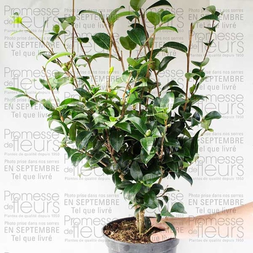 Beispiel eines Exemplars von Camellia sasanqua Fukusutsumi - Herbstblühende Kamelie Topf mit 4L/5LGelieferte Höhe ca. 40cm wie geliefert