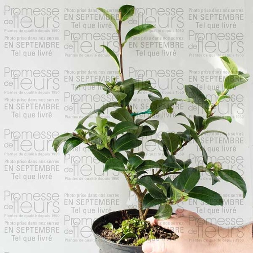 Beispiel eines Exemplars von Camélia d'automne - Camellia sasanqua Interlude Pot de 4L/5L wie geliefert