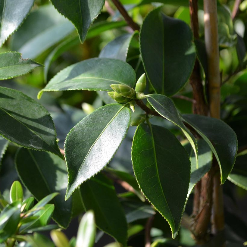 Camellia sasanqua Yume - Herbstblühende Kamelie (Laub)