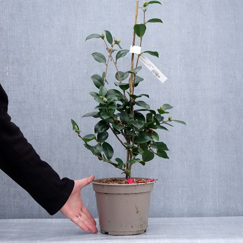 Exemplar von Camellia hiemalis Bonanza - Kamelie Topf mit 3L/4LGelieferte Höhe ca. 40/60cm wie im Winter geliefert